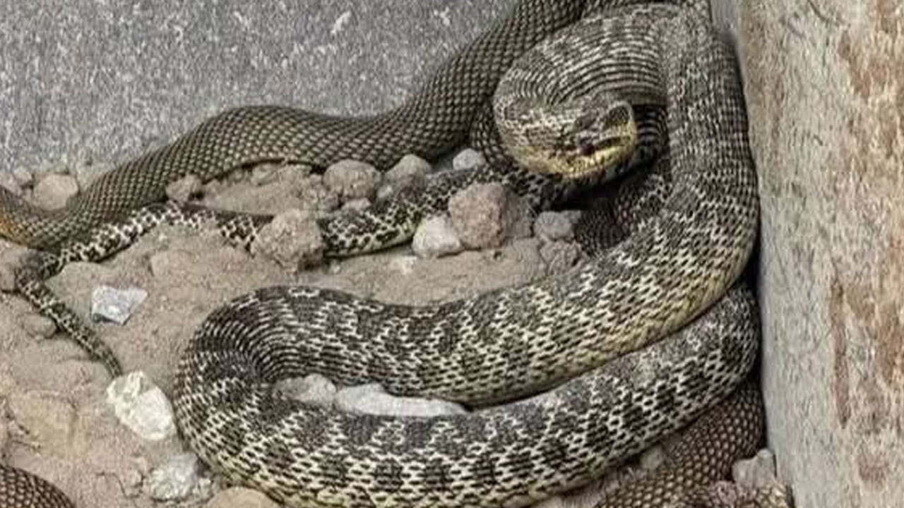 Operatör gözlerine inanamadı! Tam 4 tane