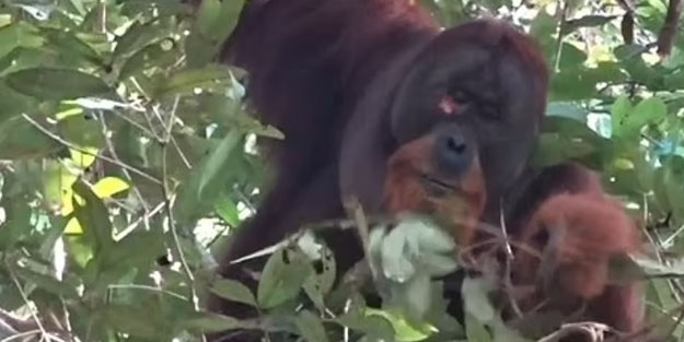 Orangutanların tıbbi yeteneği ilk kez keşfedildi! Şifalı bir bitkiyi kullandılar