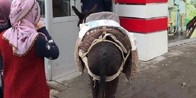 Orantısız zeka diye buna derler! Poşete para vermemek için, markete eşekle gittiler