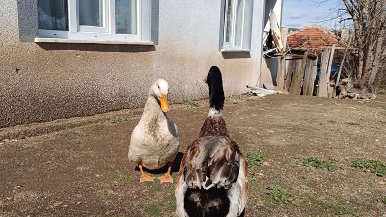 Ördekle kurduğu dostluk hayrete düşürüyor