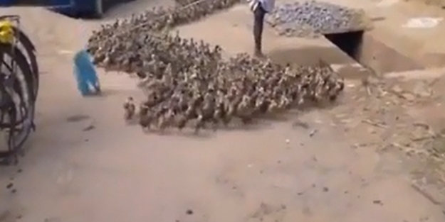 Ördekleri daha önce hiç böyle görmemiştiniz