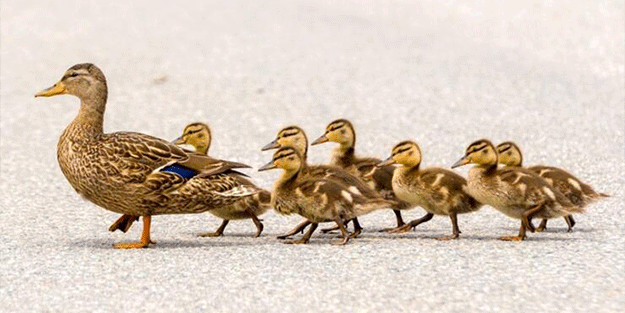 Ördeklerin yoldan geçmesine yardım ederken hayatını kaybetti