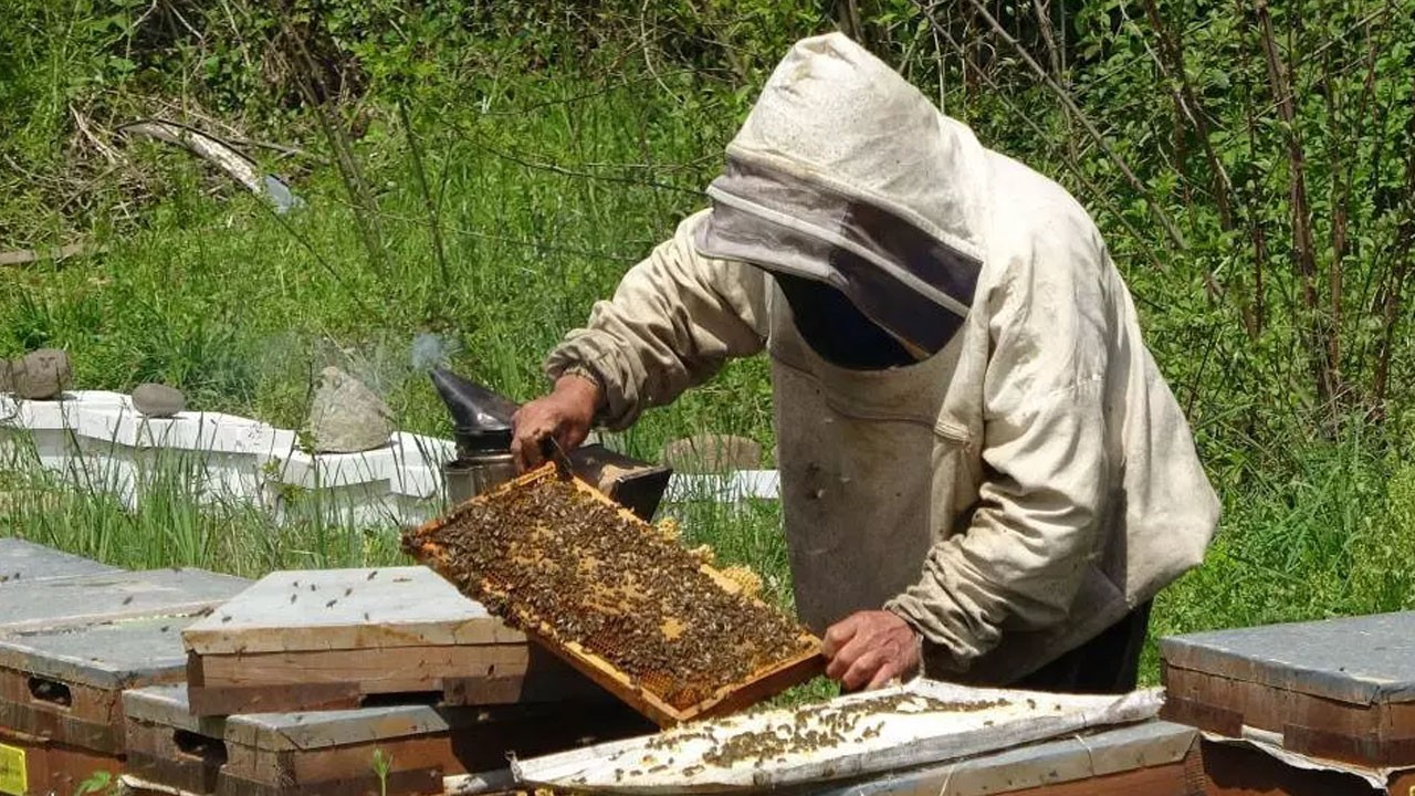 Ordu balı: 10 ton 55 ülkeye ihraç ediliyor!