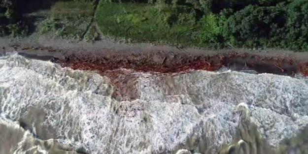 Ordu sahili kızıla büründü! Vatandaşlar fırsata çevirdi