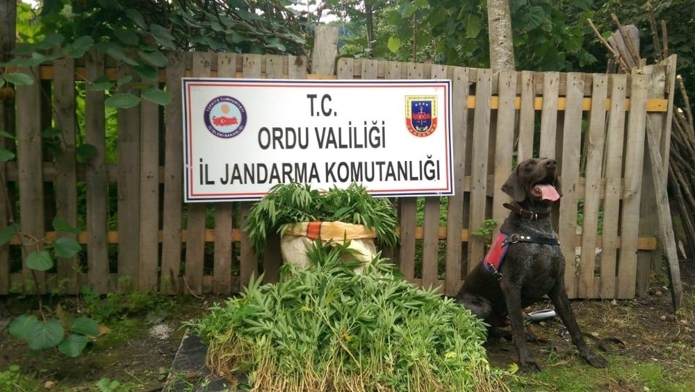 Ordu’da 20 kilo kubar esrar ve 270 kök kenevir ele geçirildi 