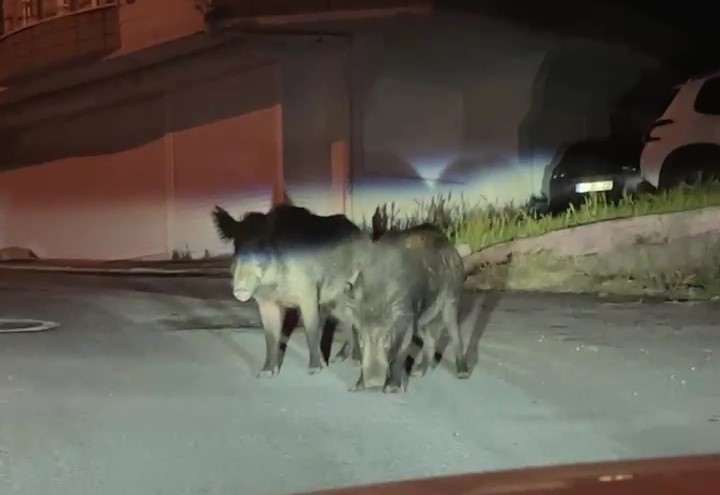 Ordu'da aç kalan yaban domuzları sokakları mesken tuttu