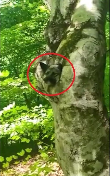 Ordu’da ağaç kovuğuna sıkışan köpek kurtarıldı 