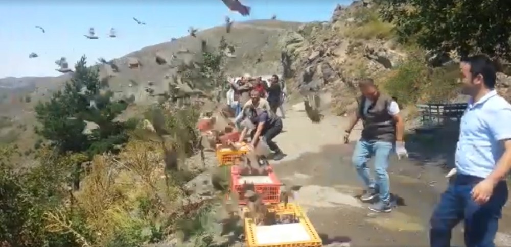 Ordu’da bin kınalı keklik doğaya salındı 