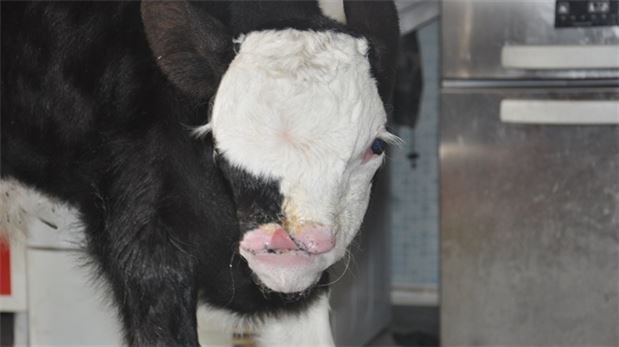 Ordu'da buzağı 3 dil 3 çeneyle doğdu