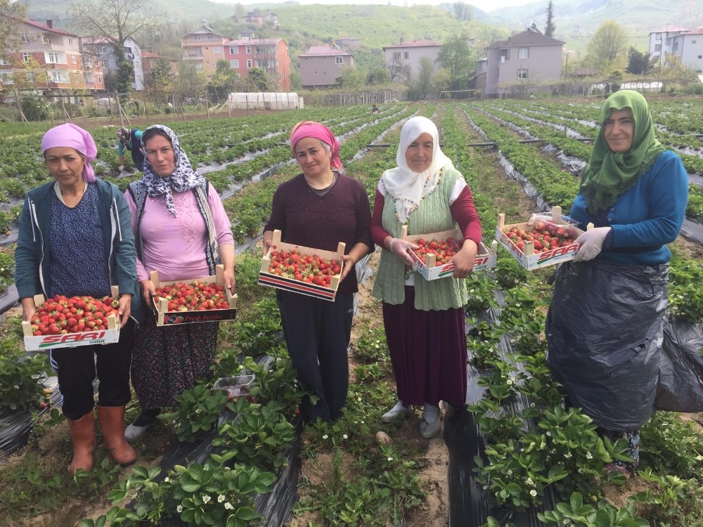 Ordu’da çilek hasadı başladı 