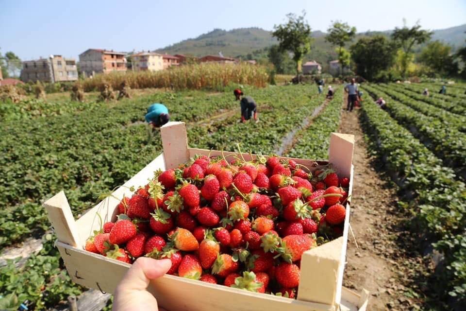 Ordu’da çilek hasadı yüz güldürüyor 