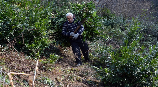 Ordu’da çobanlar yamaçlarda yetişen yeşil yapraklı taflanları topluyor
