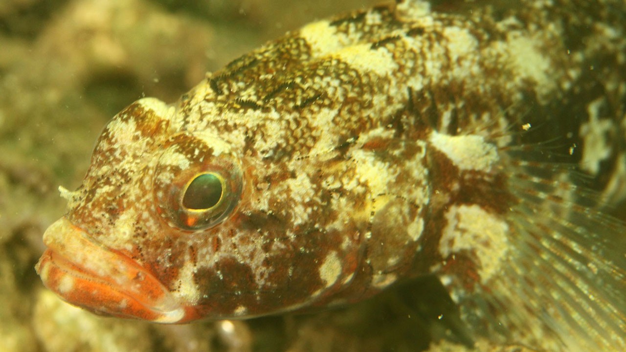 Ordu’da derinlikler gün yüzüne çıkıyor