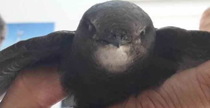 Ordu'da ebabil kuşu bulundu