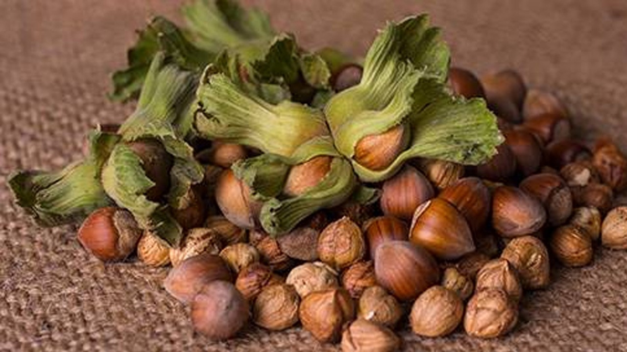 Ordu’da fındığı fiyatı belli oldu