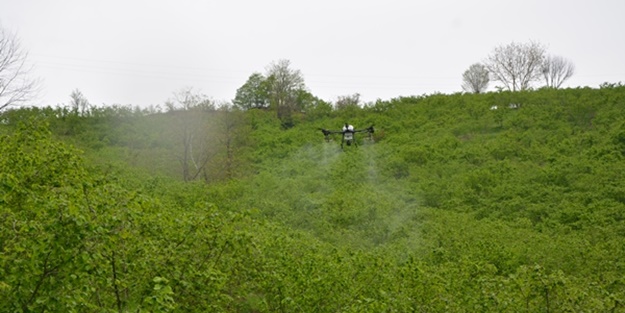 Ordu'da fındık bahçeleri ZİHA ile ilaçlanmaya başlandı