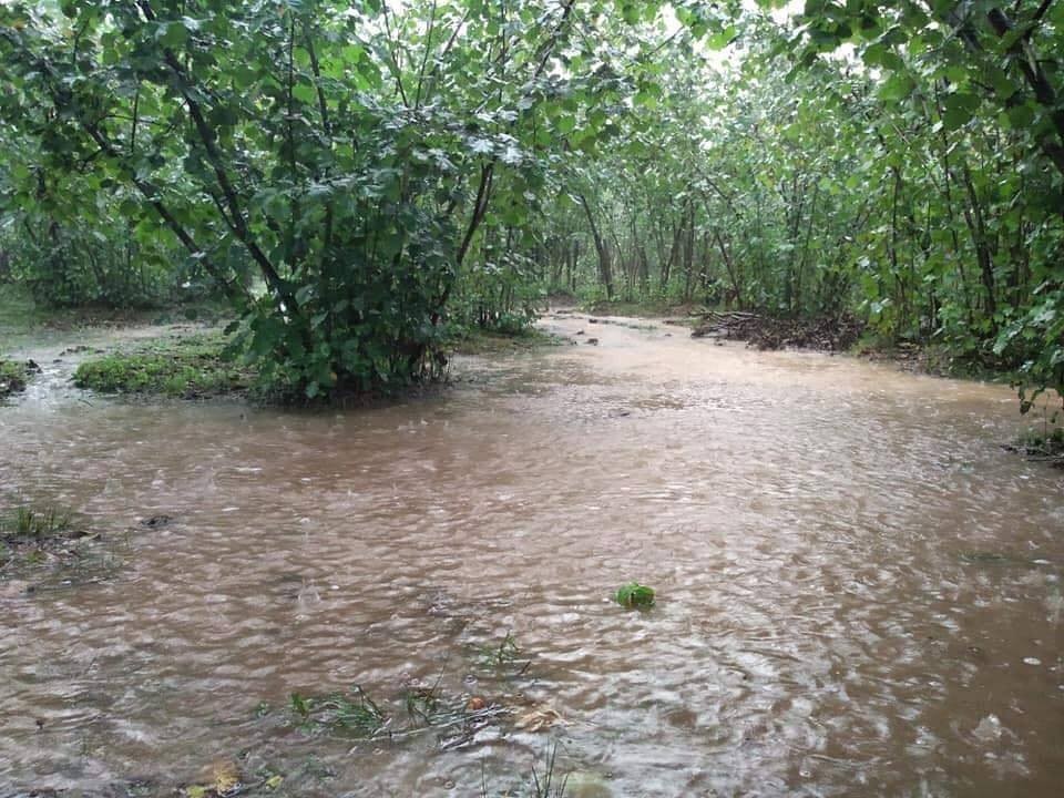 Ordu’da fındık bahçelerini su bastı 