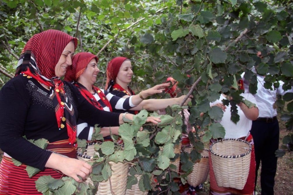Ordu’da fındık hasadı 6 Ağustos’ta törenle başlayacak 