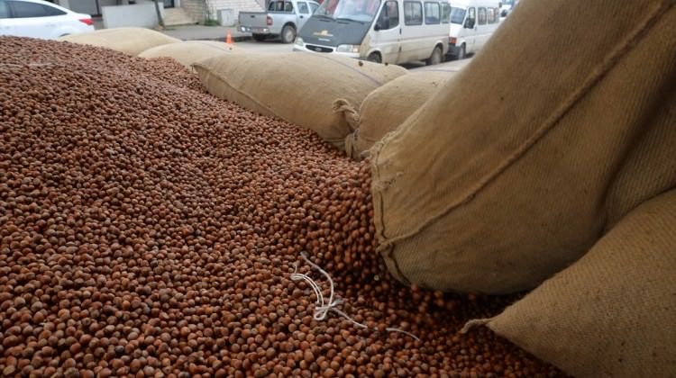 Ordu'da fındık hasadı erken başladı