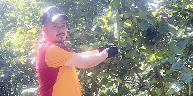 Ordu’da fındık işçisi de üreticiler de memnun