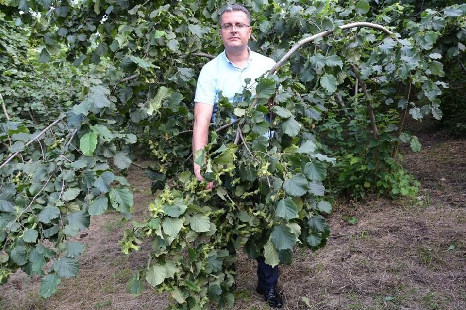 Ordu’da fındık rekolte tahmini çalışmaları başladı 