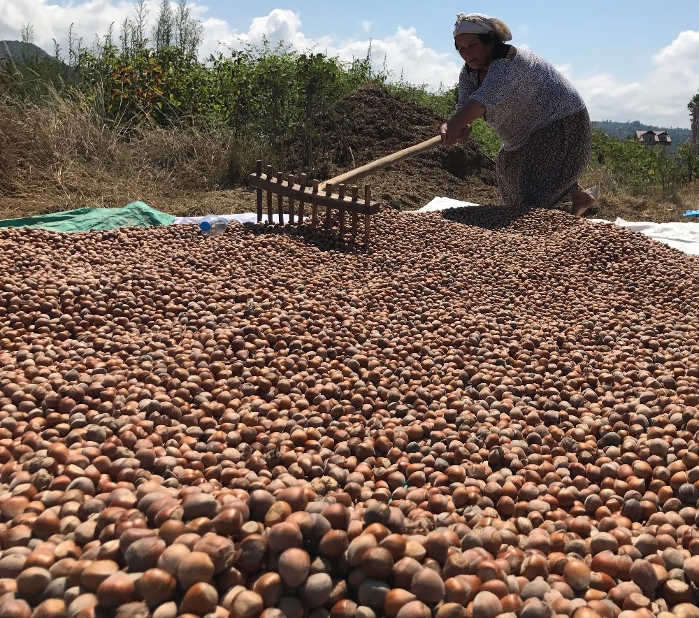 Ordu’da fındık üreticilerine 10 yılda 2,6 milyar lira destek 