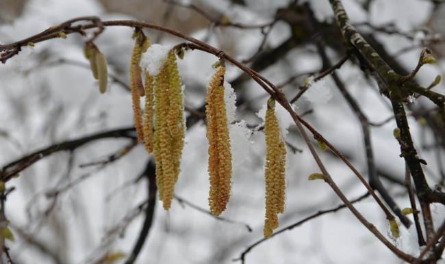 Ordu'da fındıkta Zirai Don Korkusu