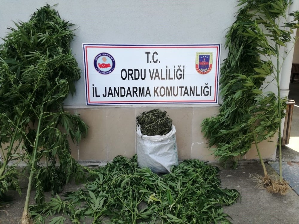 Ordu’da izinsiz kenevire suçüstü 