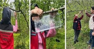 Ordu'da kahverengi kokarca zararlısına karşı fındık bahçelerine feromon tuzakları asıldı