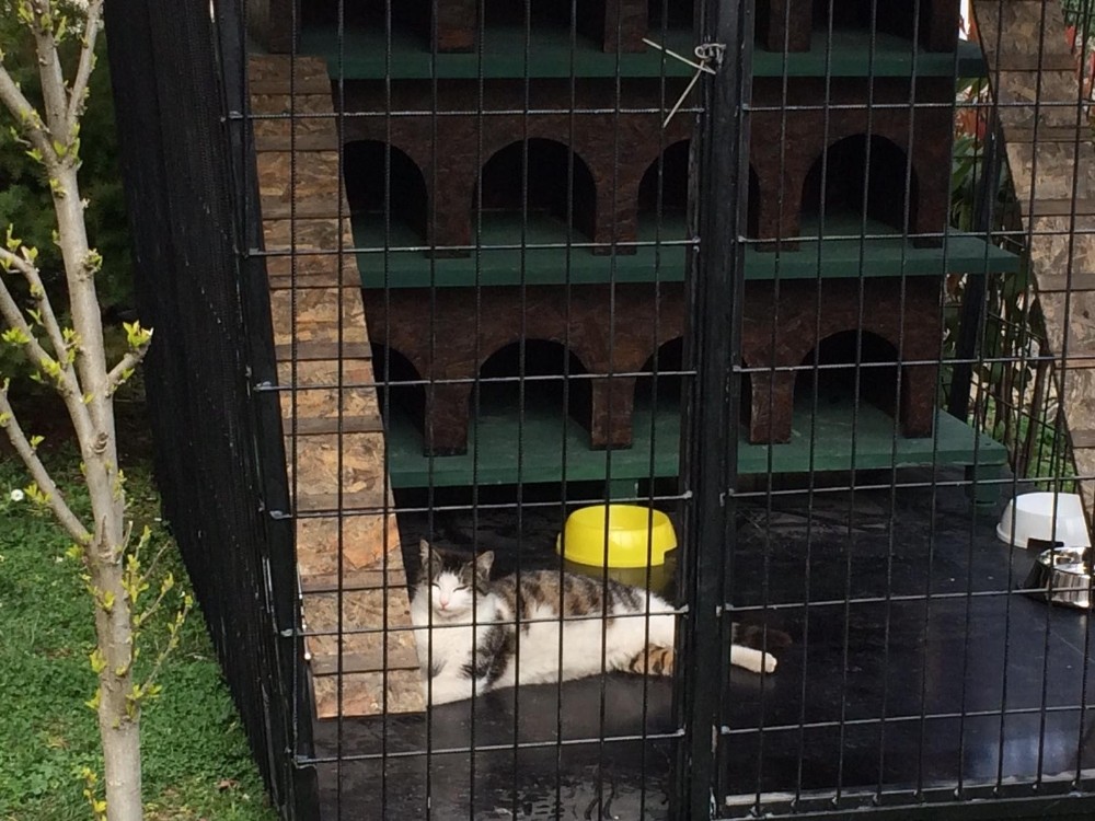 Ordu’da ’Kedi Evi’ kuruldu 