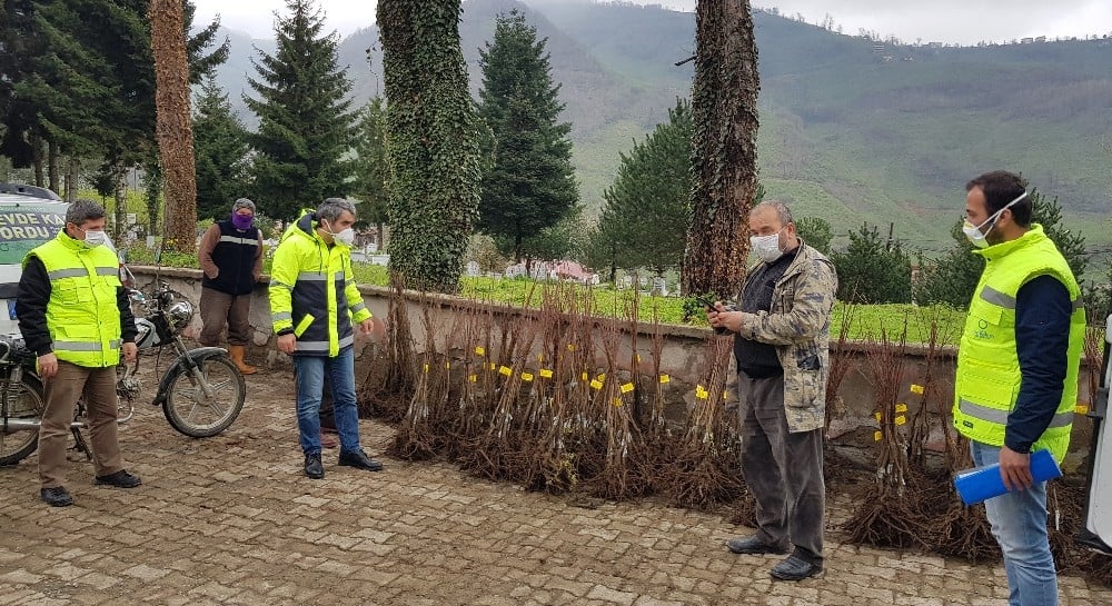 Ordu’da kestane üretimi başlıyor 