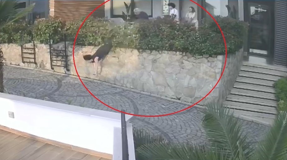 Ordu'da komşu tartışması: Doktorun iteklediği kadın düşerek ağır yaralandı