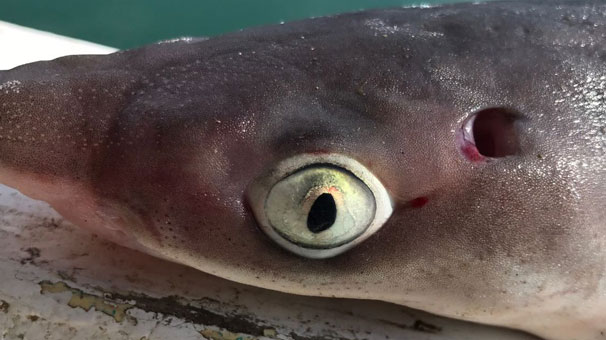 Ordu'da oltaya takılan köpek balığı korkuttu