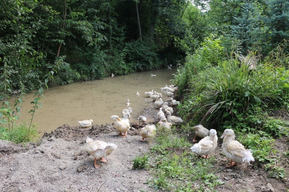 Ordu’da Pekin ördeği yetiştiriciliği başladı 