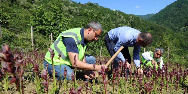 Ordu'da salep hasadı başladı