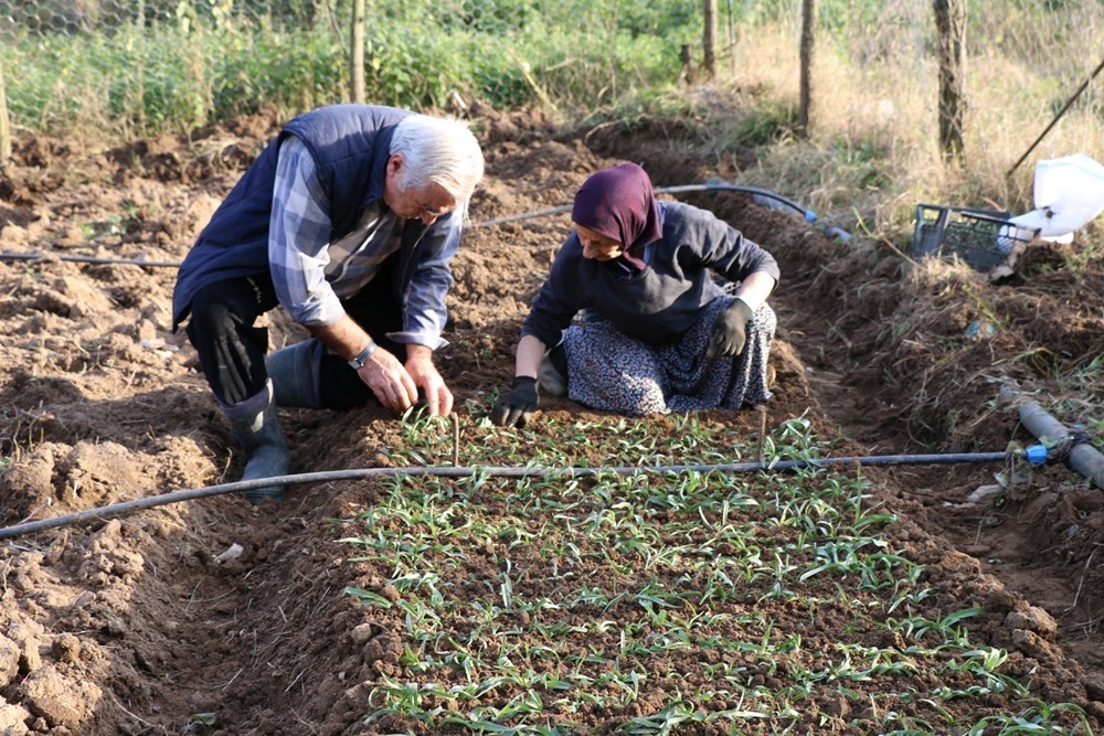 Ordu’da salep üretimine başlandı 