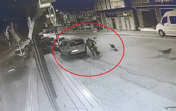 Ordu'da sokak köpeği dehşeti yaşandı