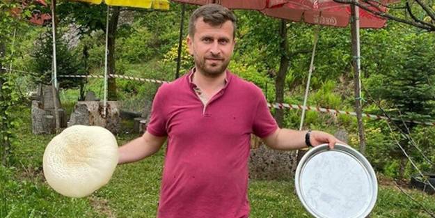 Ordu'da tepsi büyüklüğünde mantar bereketi!