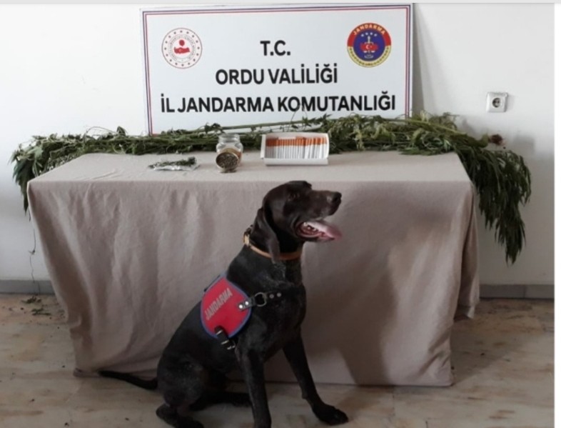 Ordu’da uyuşturucu operasyonları sürüyor 