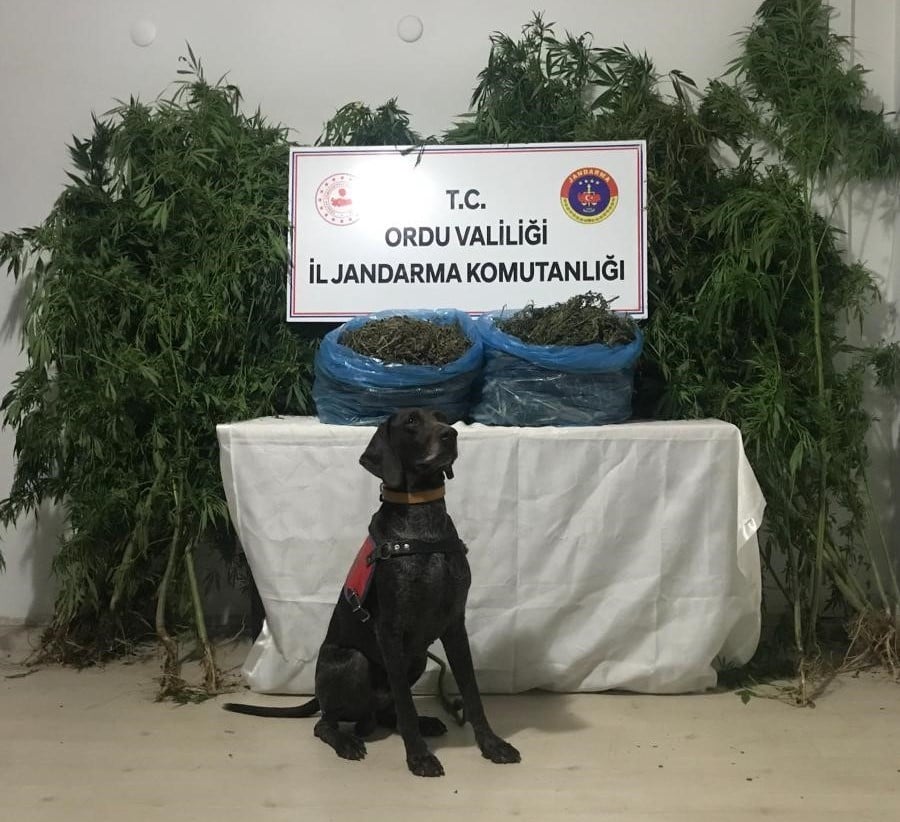 Ordu’da uyuşturucu operasyonu: 1 tutuklama 