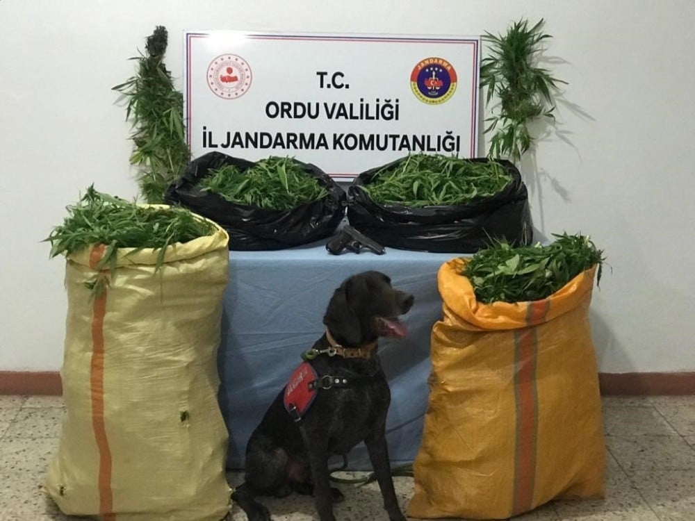 Ordu’da uyuşturucu operasyonu 