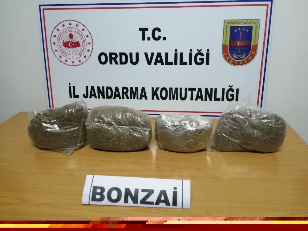 Ordu’da uyuşturucu operasyonu 