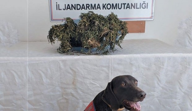Ordu’da uyuşturucu operasyonu