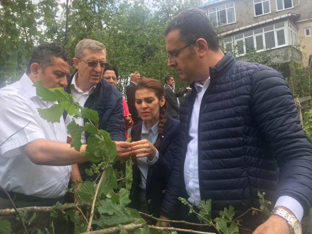 Ordu’daki dolu yağışı sonrası hasar tespit çalışmaları başladı 