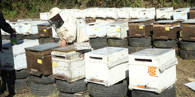 Ordulu arıcılar bu sezon 18 bin ton bal topladı