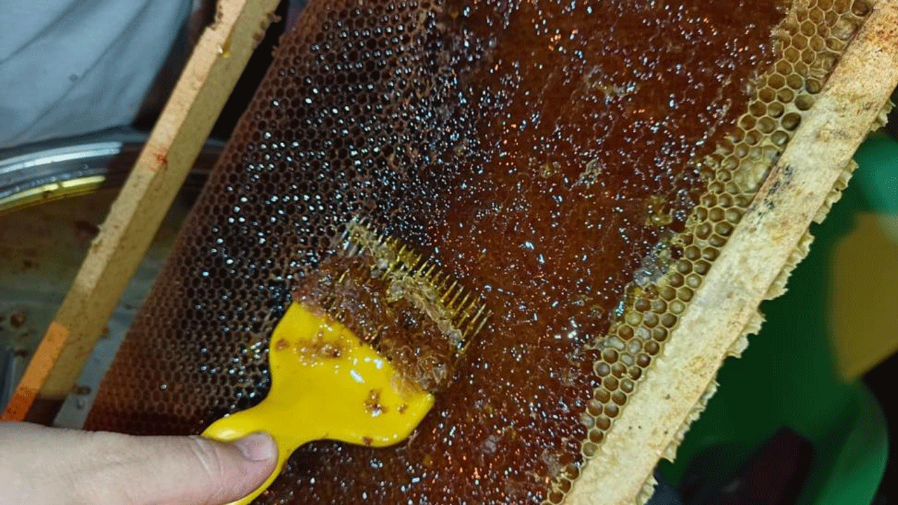 Ordulu arıcılar hasada başladı