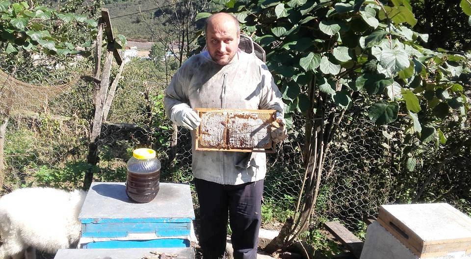 Ordulu arıcılar süt sağımına başladı 