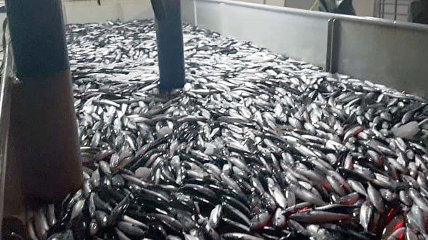 Ordulu balıkçılar kasalar dolusu balıklarla limana dönüyorlar