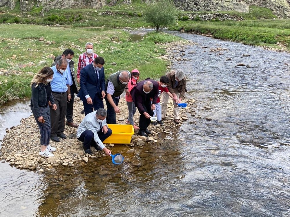 Ordu’nun derelerine 80 bin benekli alabalık 