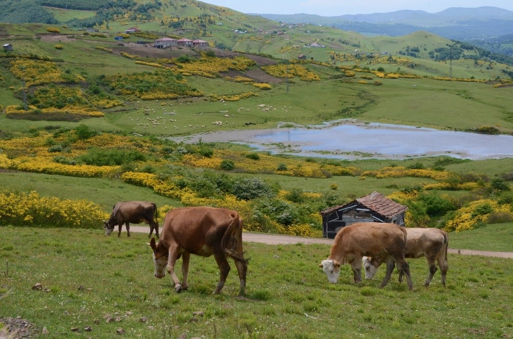 Ordu’nun yaylalarında yaz güzelliği 